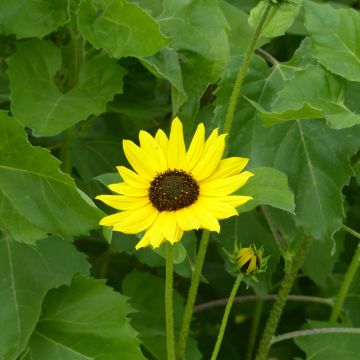 Isoauringonkukka Stella (siemenet)