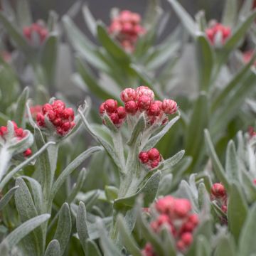 Olkikukka Red Jewel