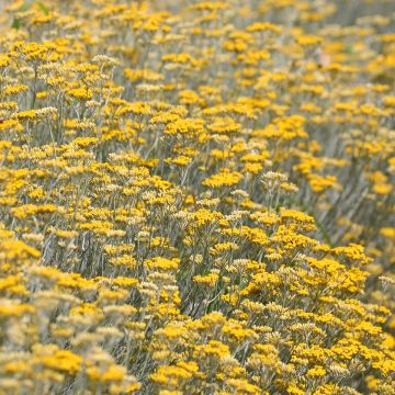 Mausteolkikukka luomu taimena - Helichrysum italicum