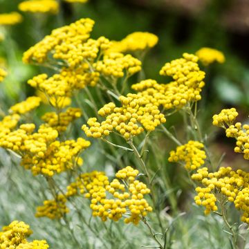 Mausteolkikukka taimena - Helichrysum italicum