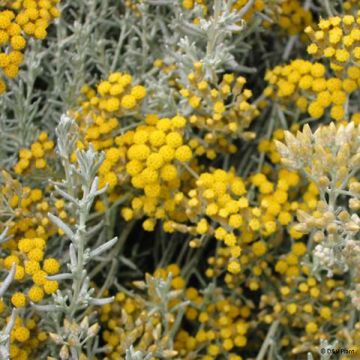 Mausteolkikukka - Helichrysum italicum subsp. microphyllum