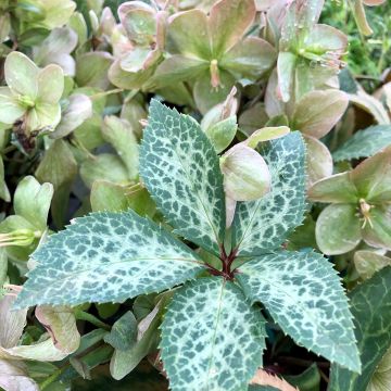 Tarhajouluruusu Magic Leaves