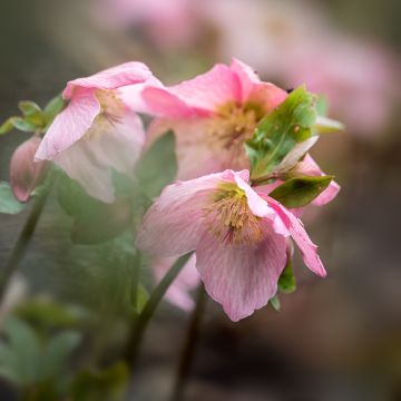 Tarhajouluruusu Walberton's Rosemary