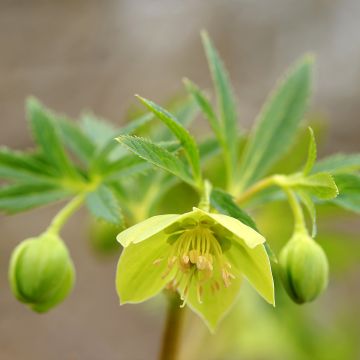 Jouluruusu - Helleborus multifidus subsp. hercegovinus