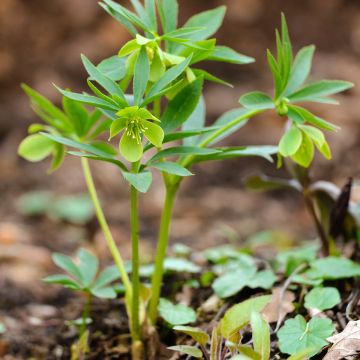 Jouluruusu - Helleborus dumetorum