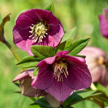 Jouluruusu early purple