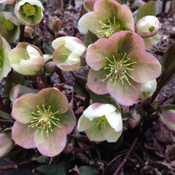 Tarhajouluruusu ericsmithii (Winter's Song)