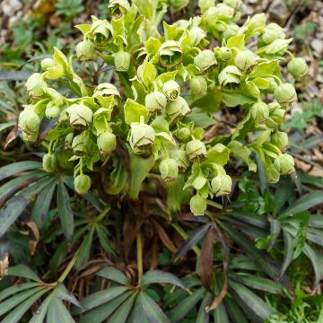 Haisujouluruusu - Helleborus foetidus