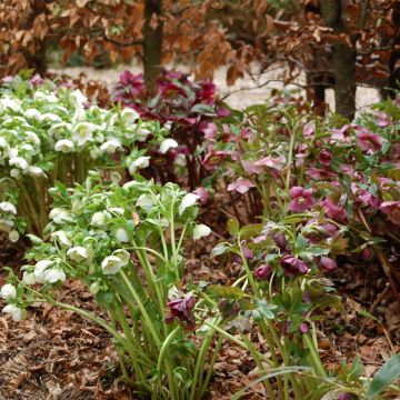Tarhajouluruusu - Helleborus hybridus Ballard s Group