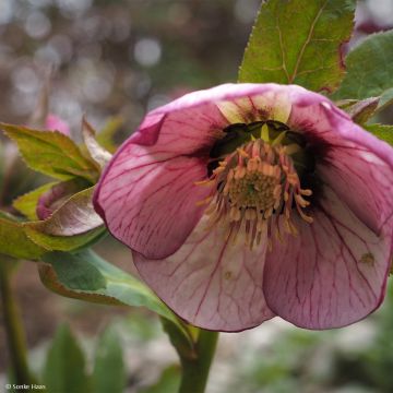 Idänjouluruusu Picotee - Helleborus