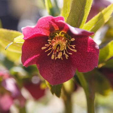 Idänjouluruusu Red Hybrids