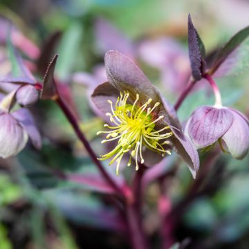 Jouluruusu - Helleborus lividus