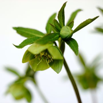Jouluruusu - Helleborus multifidus