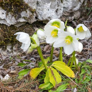 Vaaleajouluruusu Ssp.macranthus