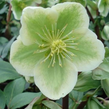 Jouluruusu - Helleborus x nigercors
