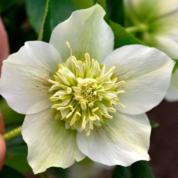 Idänjouluruusu Anemone White