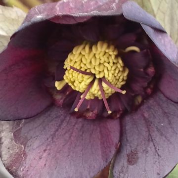 Idänjouluruusu Anemone Black