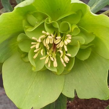 Idänjouluruusu Anemone Green