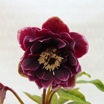 Idänjouluruusu Double Aubergine White Edge