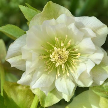 Idänjouluruusu Double White