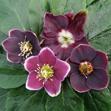 Idänjouluruusu Magic 'Aubergine Liseré