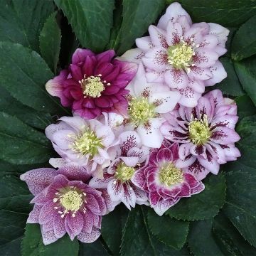 Idänjouluruusu Magic Double Rose
