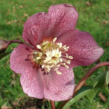 Idänjouluruusu Helleborus Orientalis