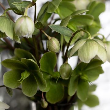 Kiinanjouluruusu - Helleborus thibetanus
