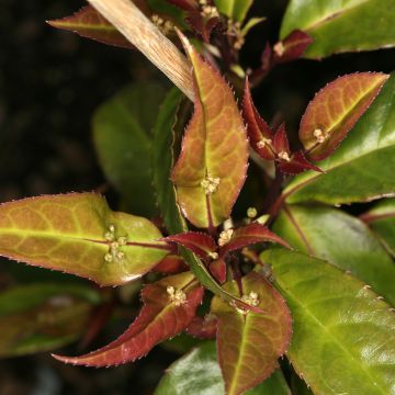 Helwingia chinensis koiras