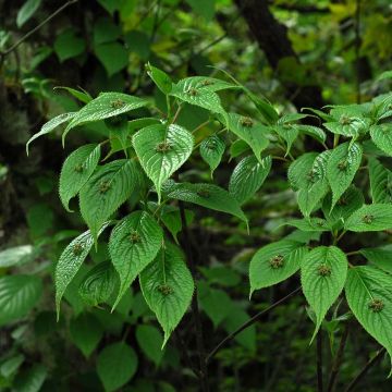 Verkkomarjalapa - Helwingia japonica