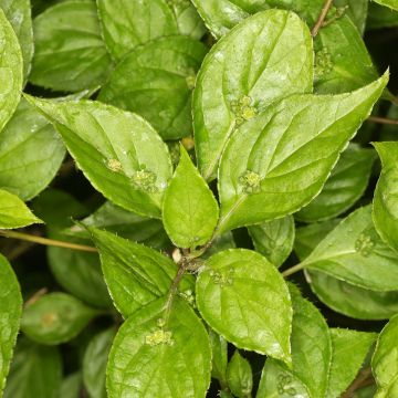 Verkkomarjalapa koiras - Helwingia japonica