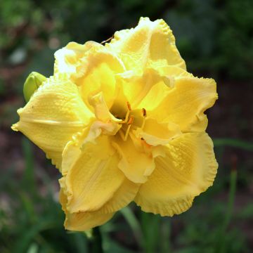 Tarhapäivänlilja Cabbage Flower
