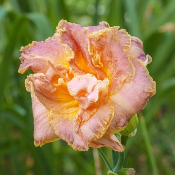 Tarhapäivänlilja Double Pink Peony