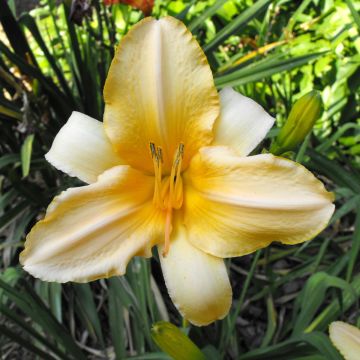 Tarhapäivänlilja Ivory Marble
