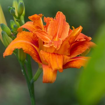 Rusopäivänlilja Flore Pleno