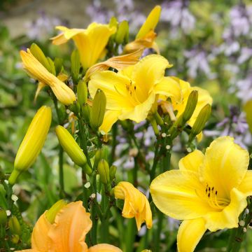Kultapäivänlilja - Hemerocallis middendorffii