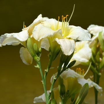 Tarhapäivänlilja Gentle Shepherd