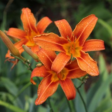 Rusopäivänlilja - Hemerocallis fulva