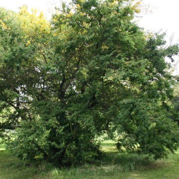 Hemiptelea davidii