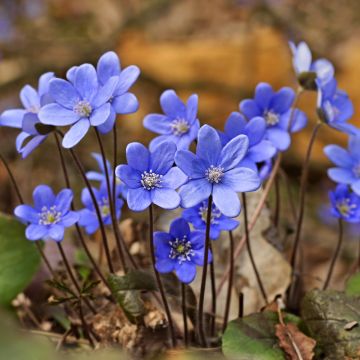 Sinivuokko - Hepatica nobilis