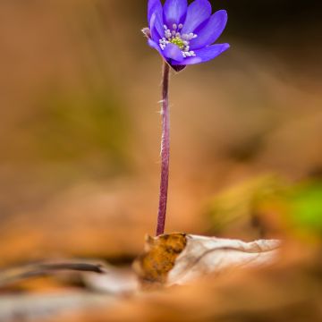 Transilvaniansinivuokko Blue Jewel