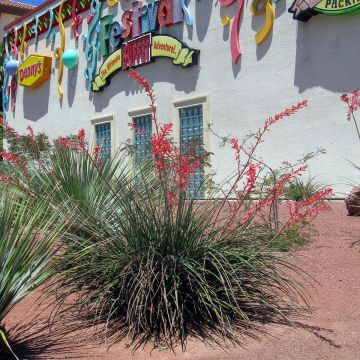 Hesperaloe parviflora