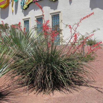 Hesperaloe parviflora Rose des Sables