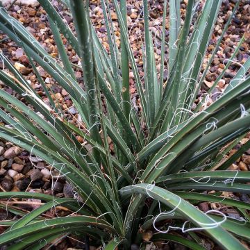 Hesperaloe parviflora Rose des Sables
