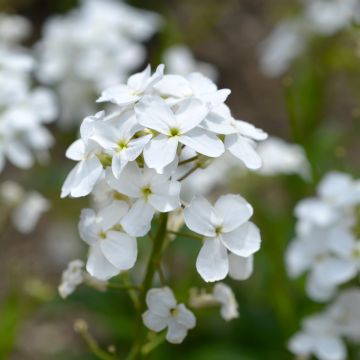 Illakko Alba