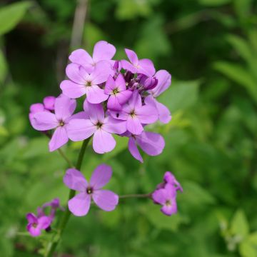 Illakko - Hesperis matronalis