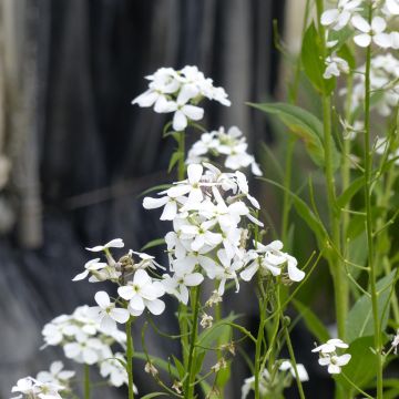 Illakko Alba (siemenet)
