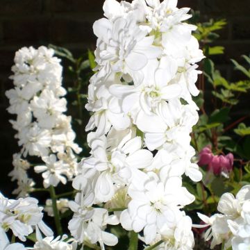 Illakko Alba Plena