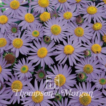 Heteropappus meyendorffii Blue Knoll (siemenet)
