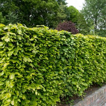 Euroopanpyökki - Fagus sylvatica